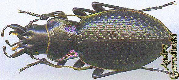 http://www.gorodinski.ru/carabus/Cratocephalus narynensis.jpg